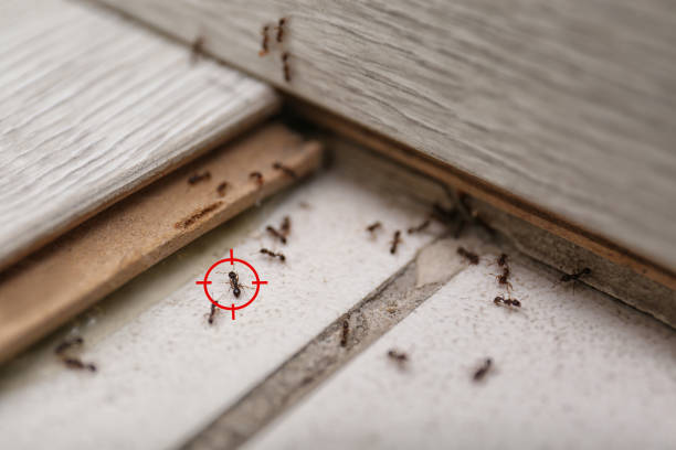 Flea Control Services in Bismarck, MO