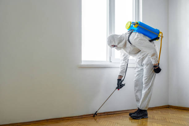 Best Flea Control Services  in Bismarck, MO