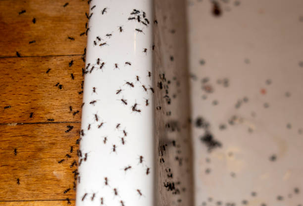 Insect Control in Bismarck, MO