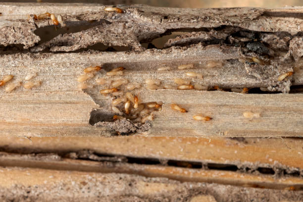 Best Commercial Pest Control Services  in Bismarck, MO
